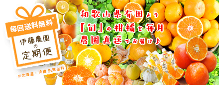 伊藤農園の定期便　和歌山県有田より「旬」の柑橘を毎月農園直送でお届け♪