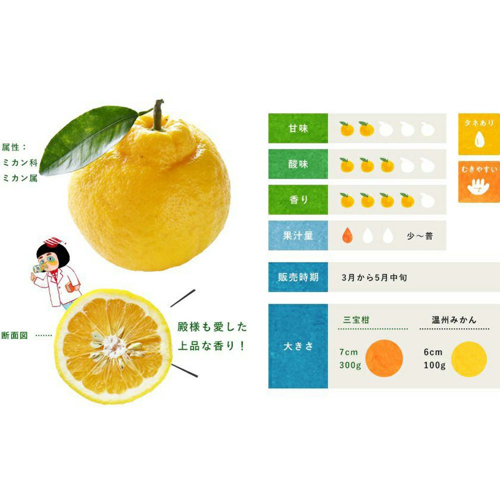 三宝柑