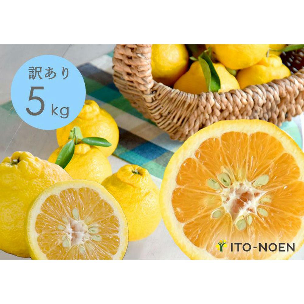 三宝柑① みかん 柑橘 果物 - 果物