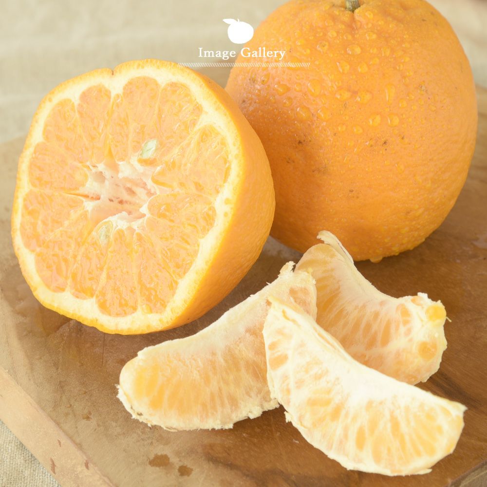 ポンカン【家庭用(訳あり)】 5・10kg