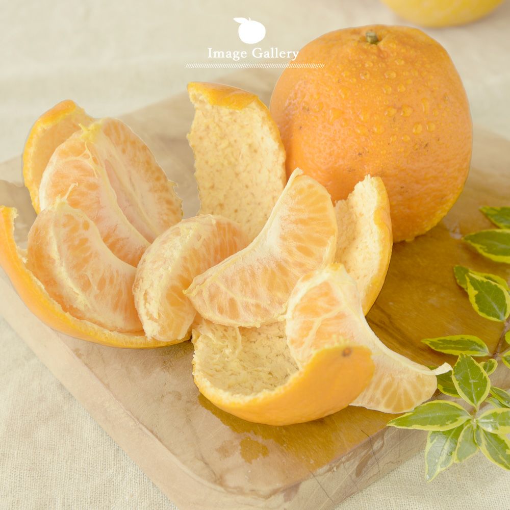 ポンカン【家庭用(訳あり)】 5・10kg