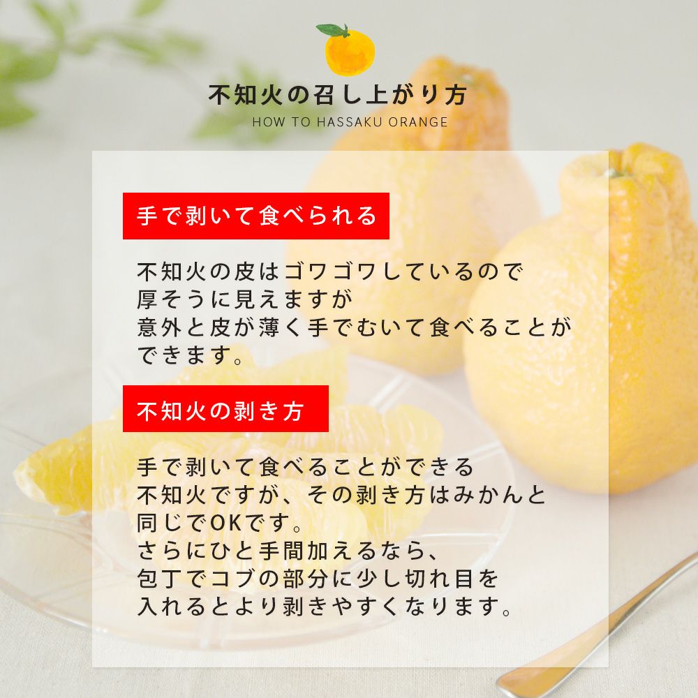 2月中旬以降 順次発送予定不知火(デコポン) 【贈答用(特選品)】5・10kg