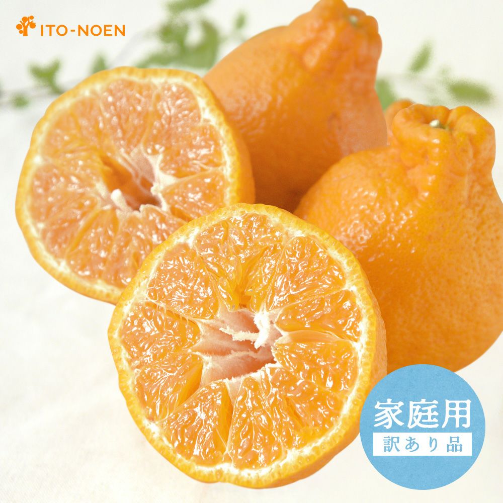 春季限定】不知火(デコポン同品種) 【家庭用(訳あり)】5・10kg | 有田