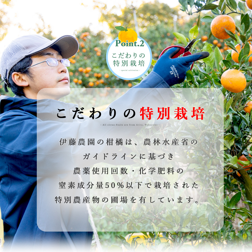 ばれんしあ【贈答用(特選品)】10kg