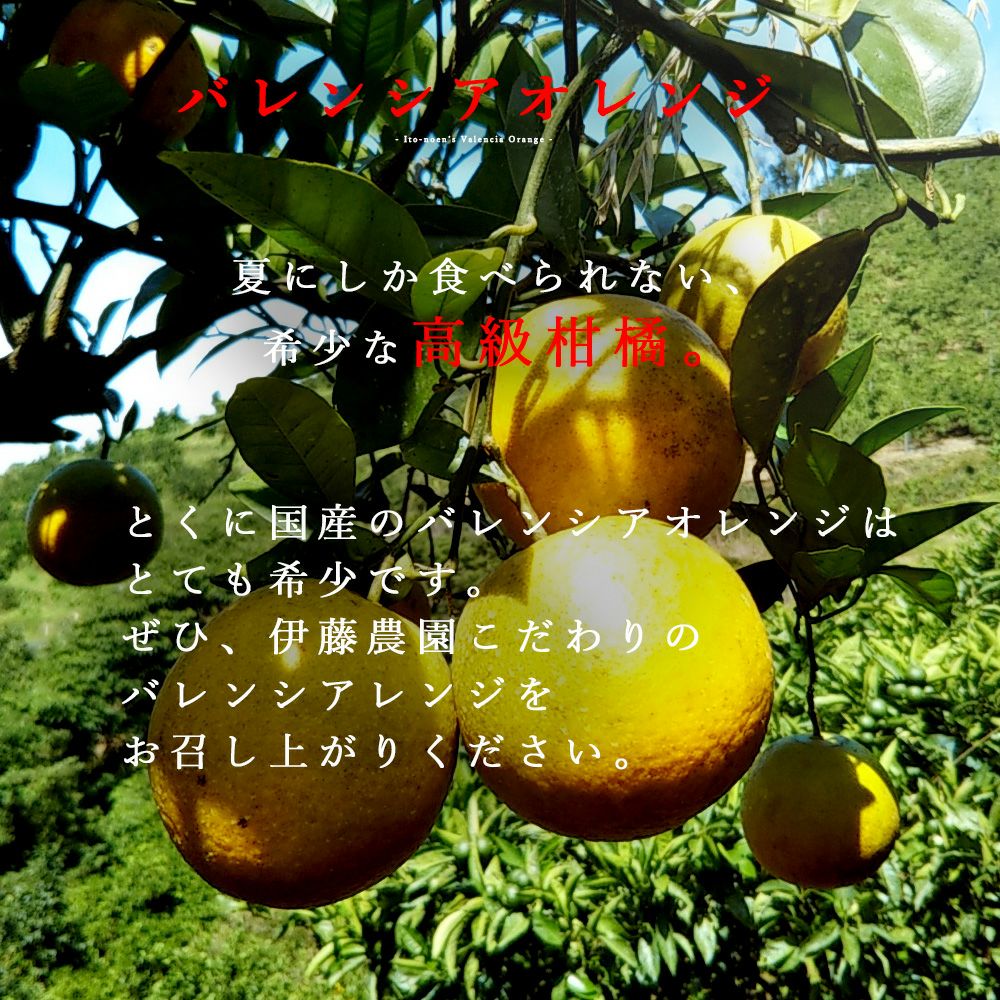 ばれんしあ【贈答用(特選品)】10kg