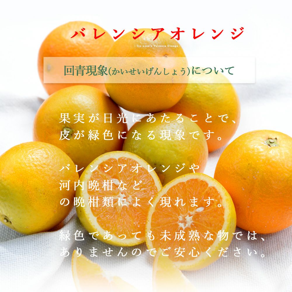 国産　バレンシアオレンジ 10kg