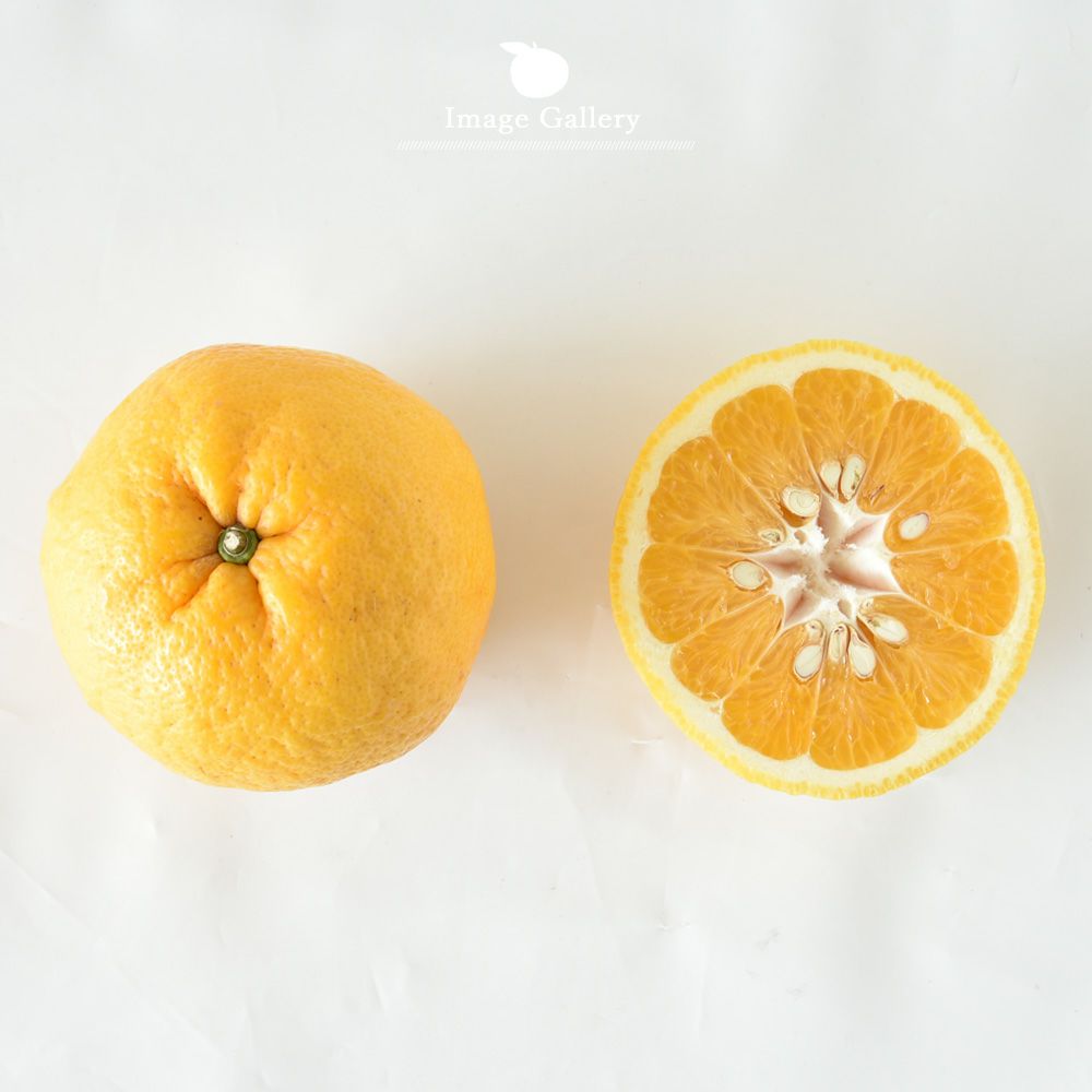 夏みかん【家庭用(訳あり)】