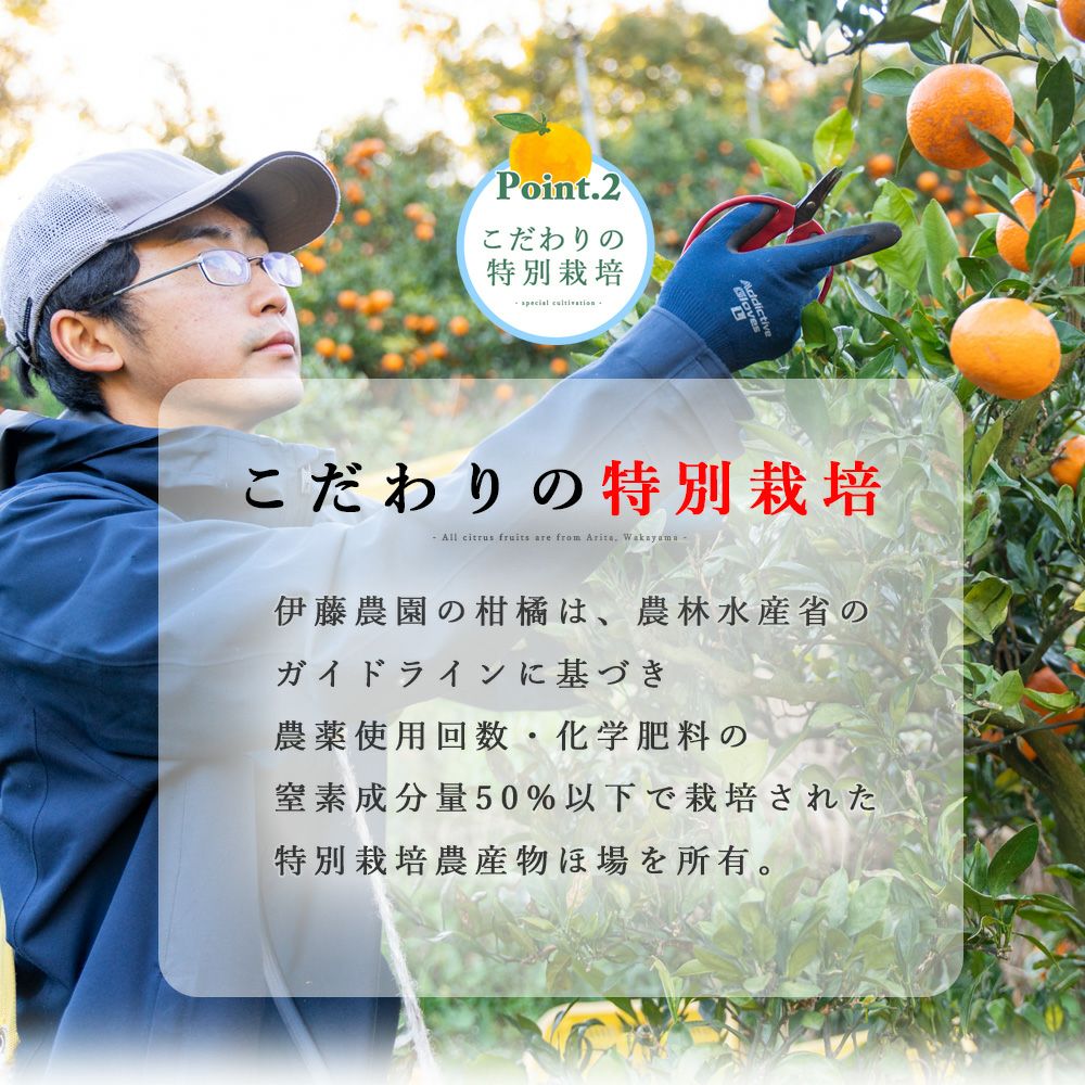 カラマンダリン【家庭用(訳あり品)】5・10kg