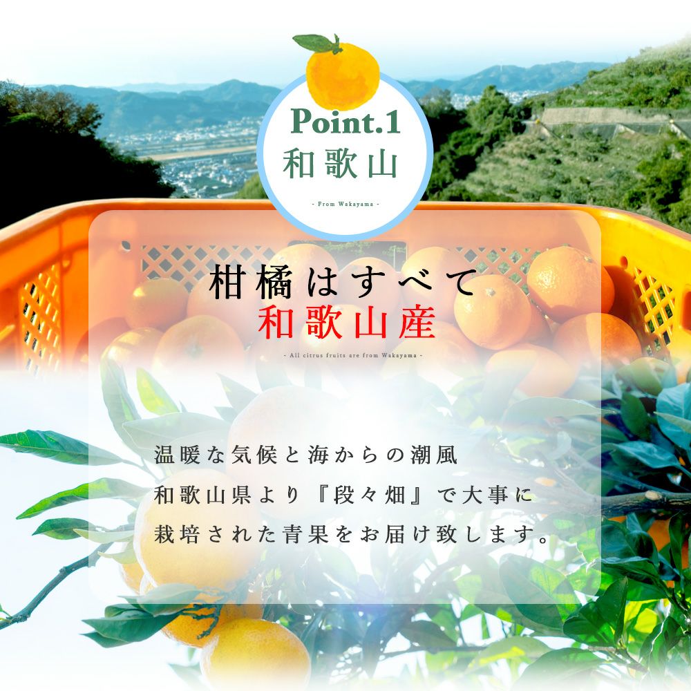 みかんM～Lサイズ【特選品(贈答用)】