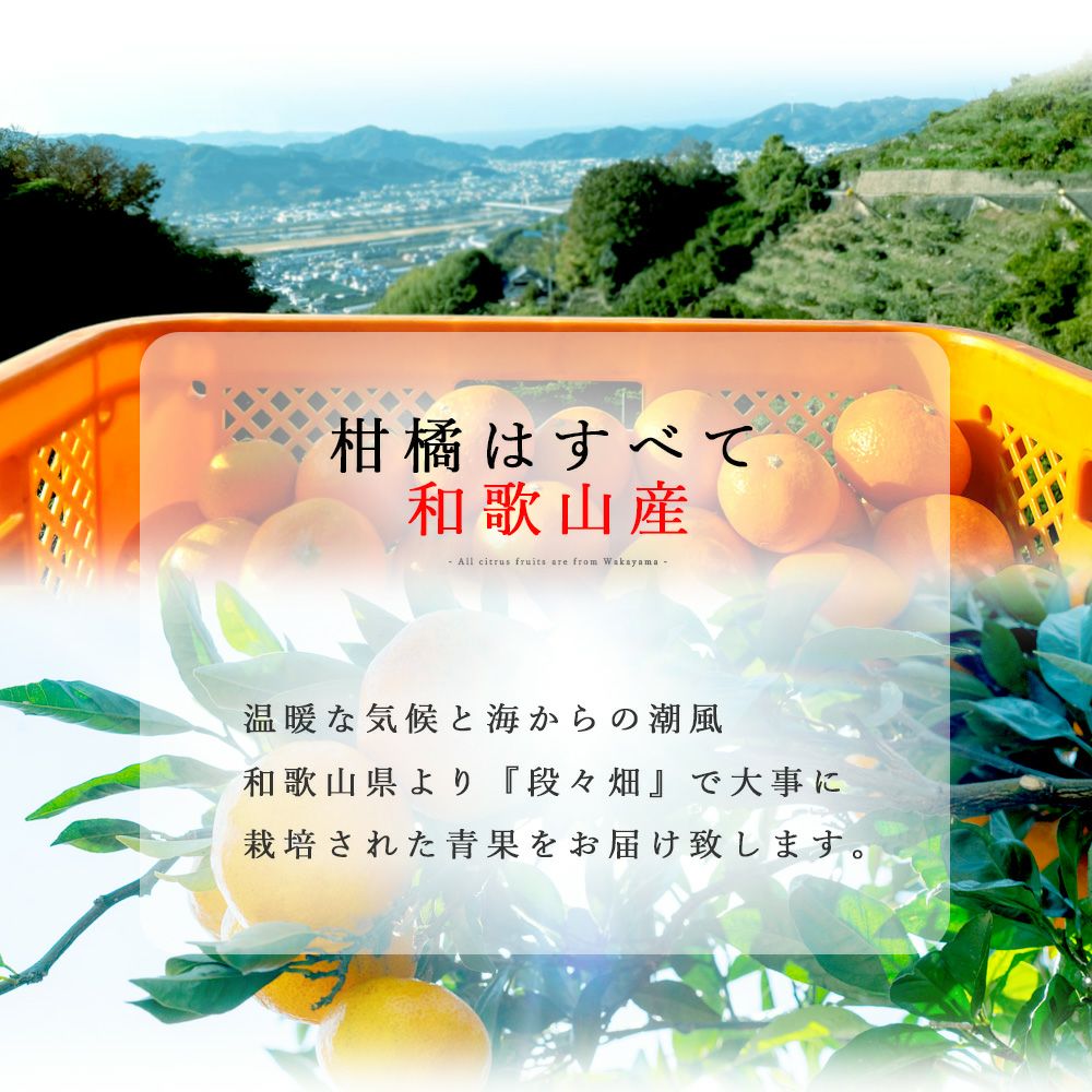 【ご予約受付中】訳あり ミックス[5kg・10kg] やまきずくん訳ありみかん 2S～3Lミックスサイズみかん