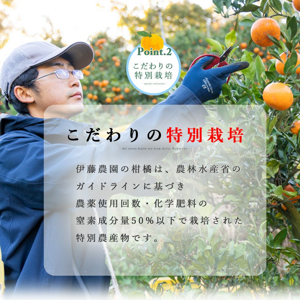 春かんきつお楽しみ箱【家庭用(訳あり)】5・10kg(3～4種類の春かんきつ詰め合せ)