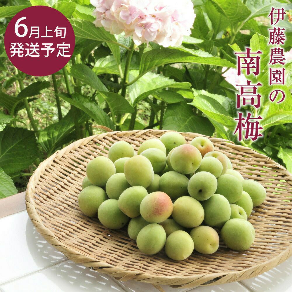 南高梅