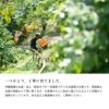 南高梅