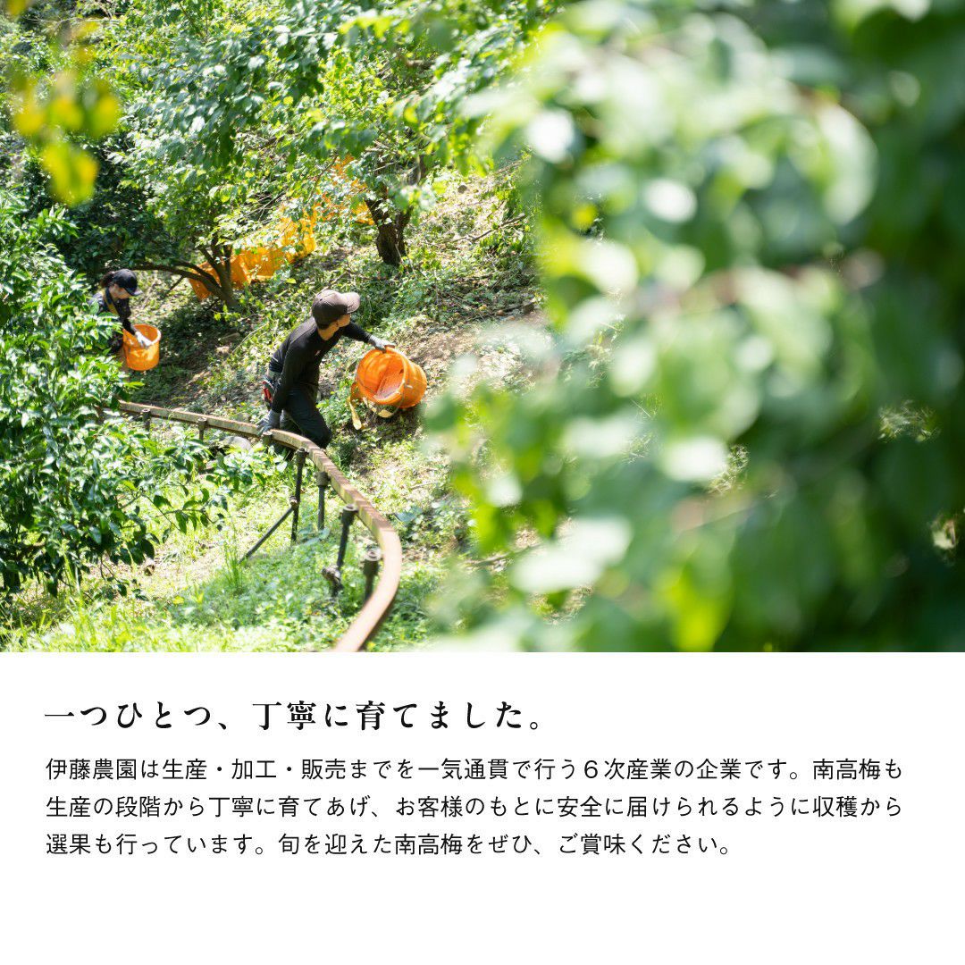 南高梅