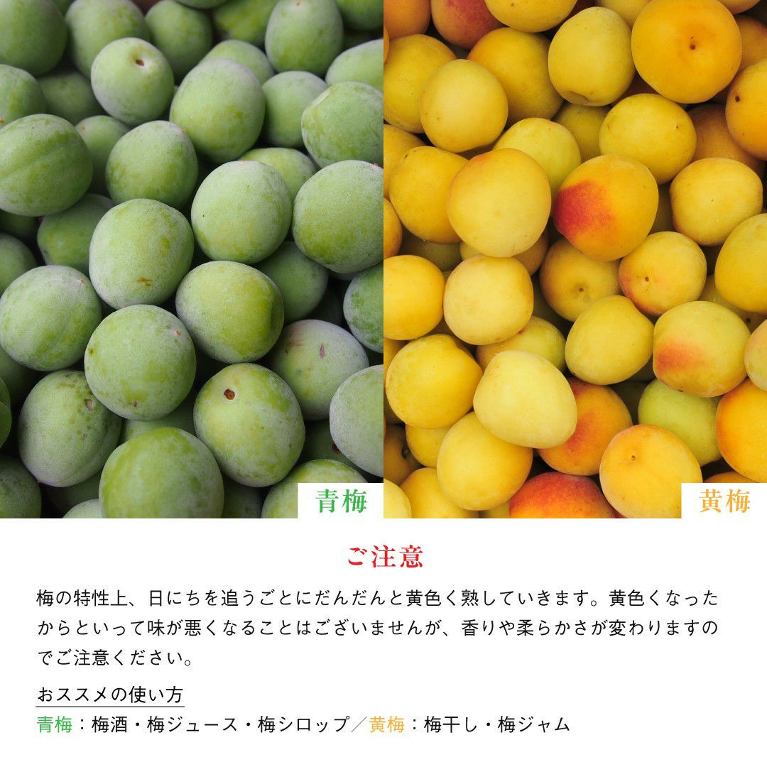 南高梅