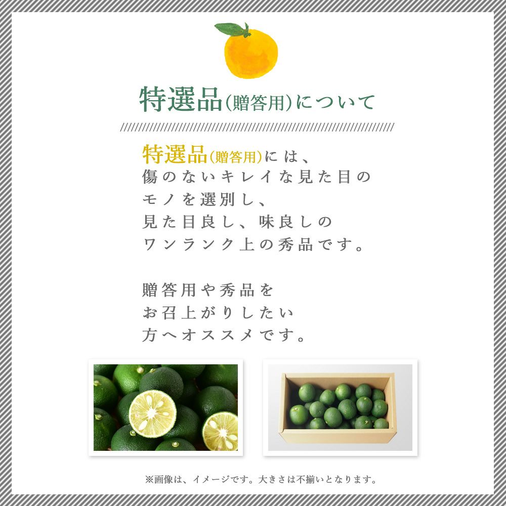 すだち【贈答用(特選品)】500g・1kg