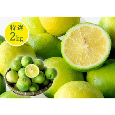 レモン | 有田みかん・和歌山県産柑橘の青果、加工品、販売 柑橘の専門