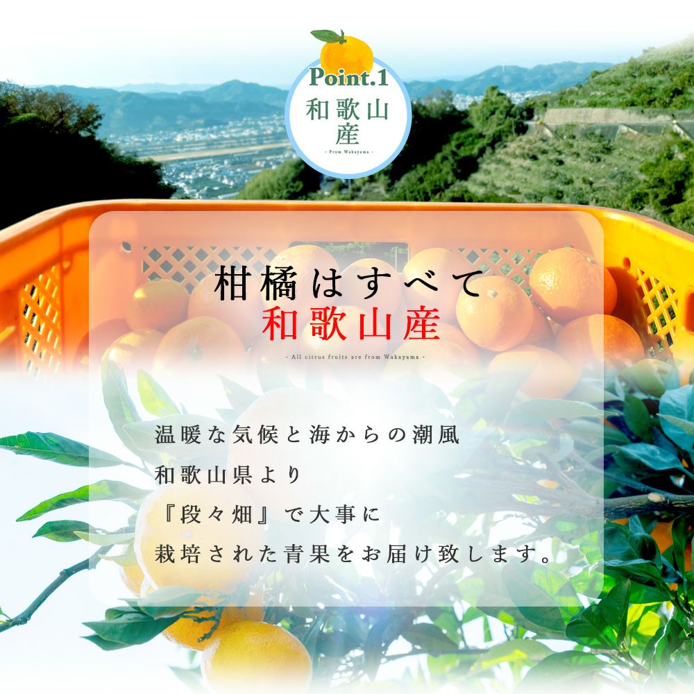 河内晩柑【贈答用(特選品)】5・10kg
