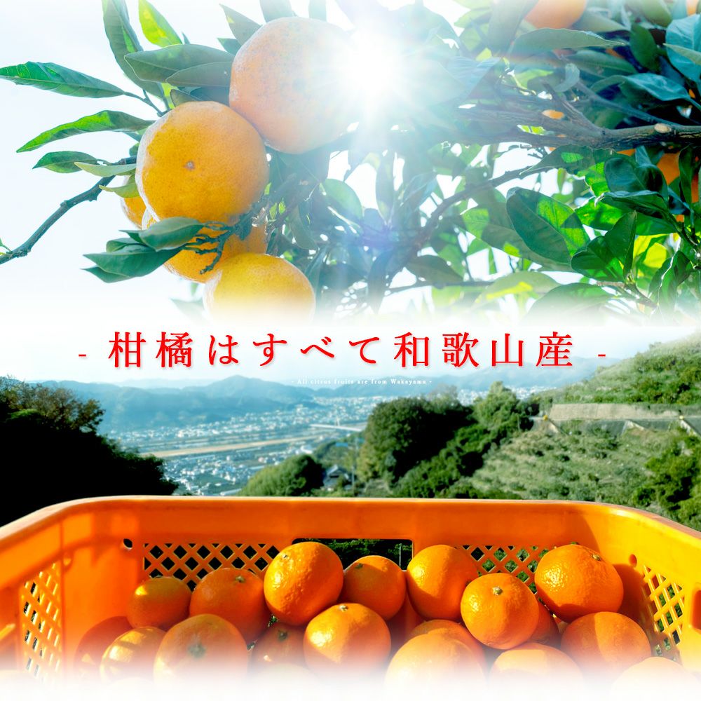 【父の日プレゼント・ギフト2024】【父の日オリジナル包装】【メッセージカード付】なめらか寒天ソルベ 85g(みかんソルベ他3種)× 6個・8個・15個