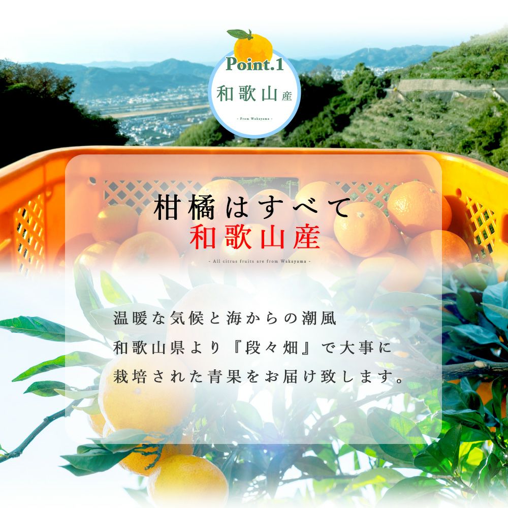 河内晩柑【家庭用(訳あり品)】2.5kg