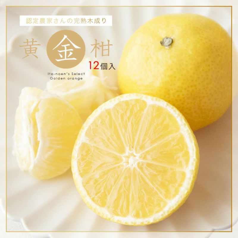 伊藤農園認定 農家さんの木成り 完熟 黄金柑 特選 12個入