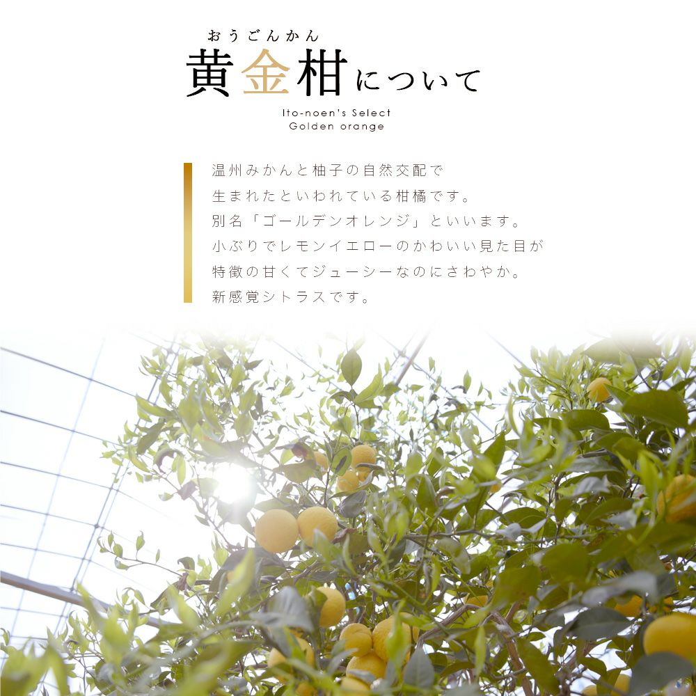 伊藤農園認定 農家さんの木成り 完熟 黄金柑 特選 12個入