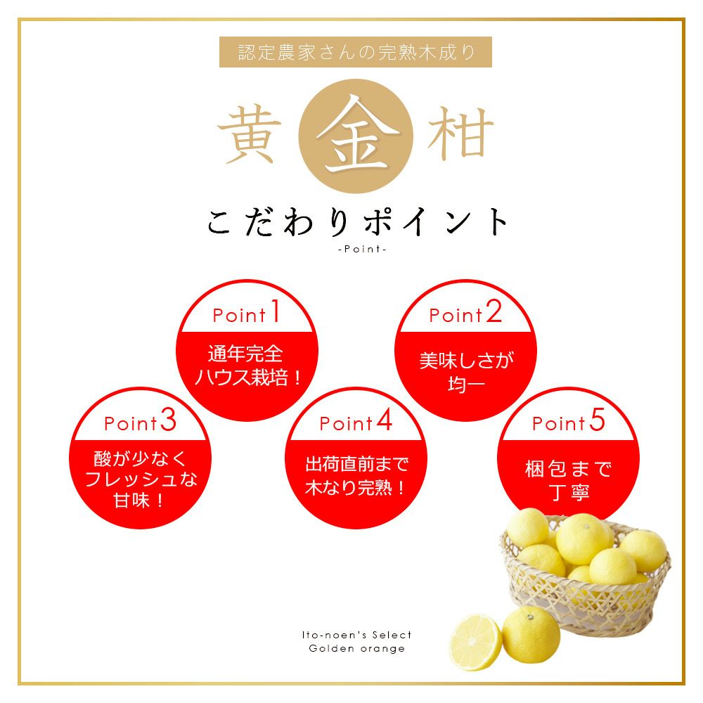 伊藤農園認定 農家さんの木成り 完熟 黄金柑 特選 12個入