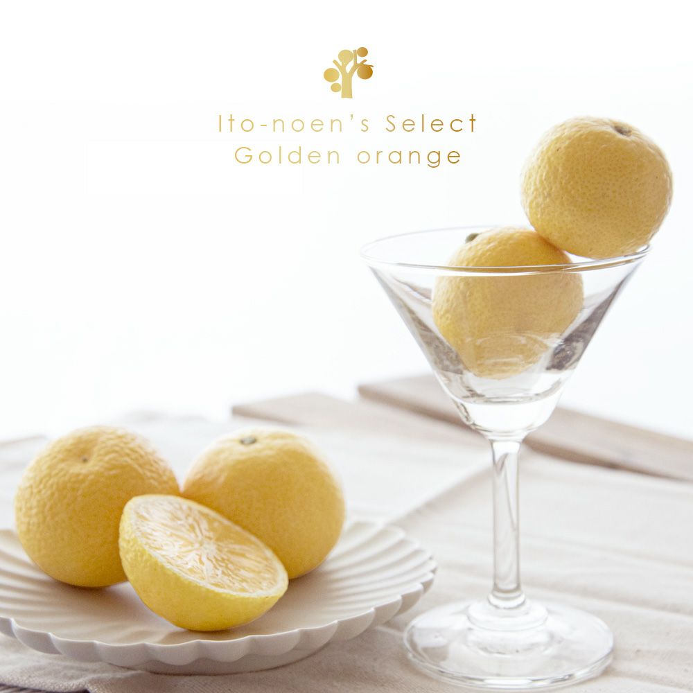 伊藤農園認定 農家さんの木成り 完熟 黄金柑 特選 12個入