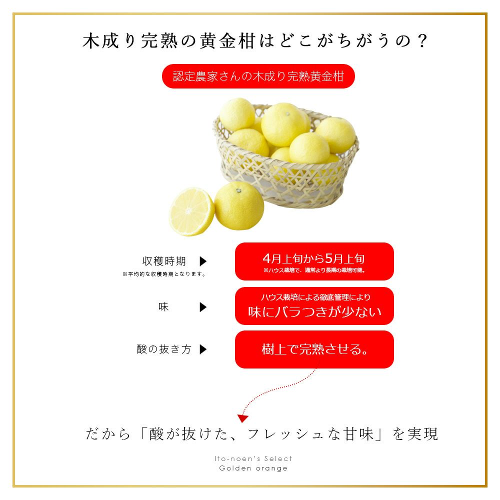 伊藤農園認定 農家さんの木成り 完熟 黄金柑 特選 12個入