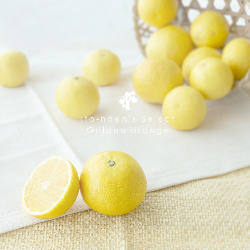 伊藤農園認定 農家さんの木成り 完熟 黄金柑 特選 12個入