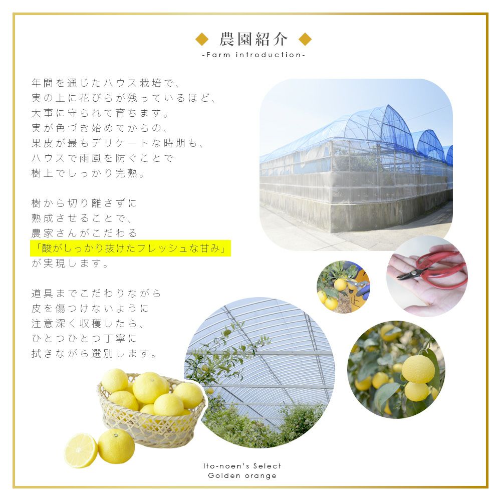伊藤農園認定 農家さんの木成り 完熟 黄金柑 特選 12個入