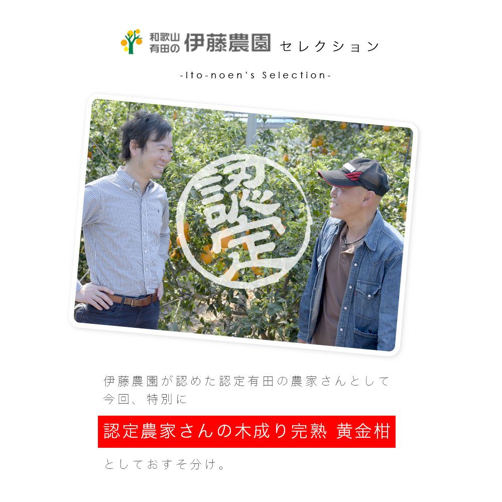 伊藤農園認定 農家さんの木成り 完熟 黄金柑 特選 12個入
