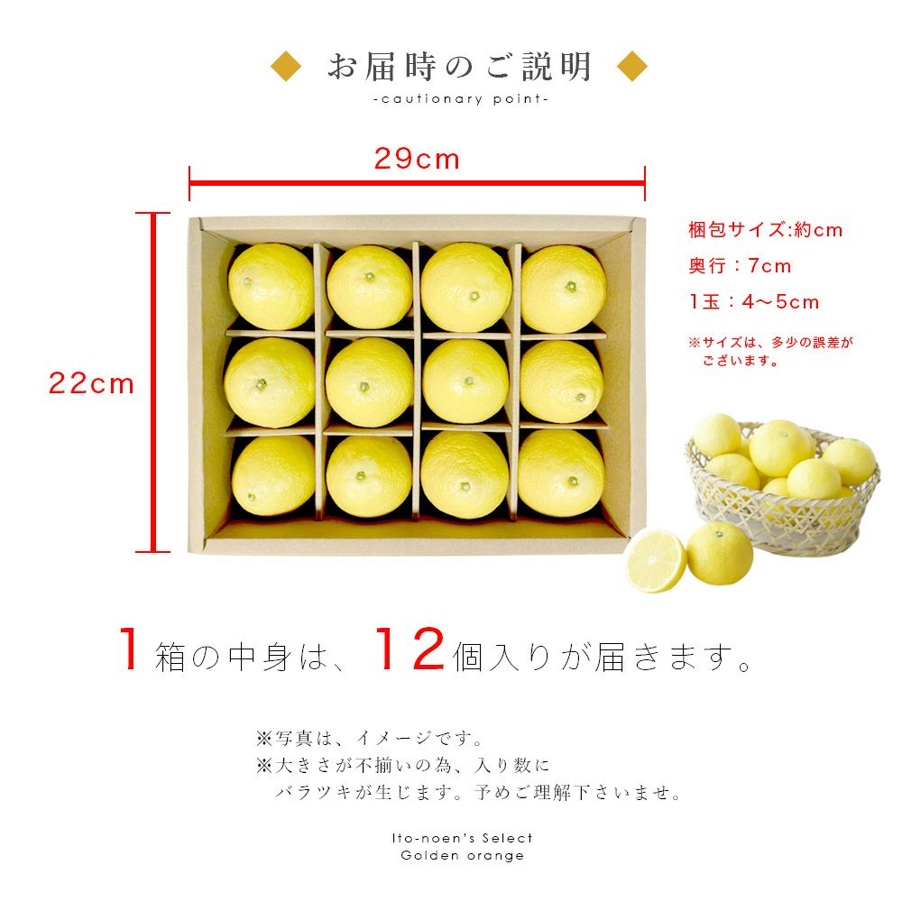 伊藤農園認定 農家さんの木成り 完熟 黄金柑 特選 12個入