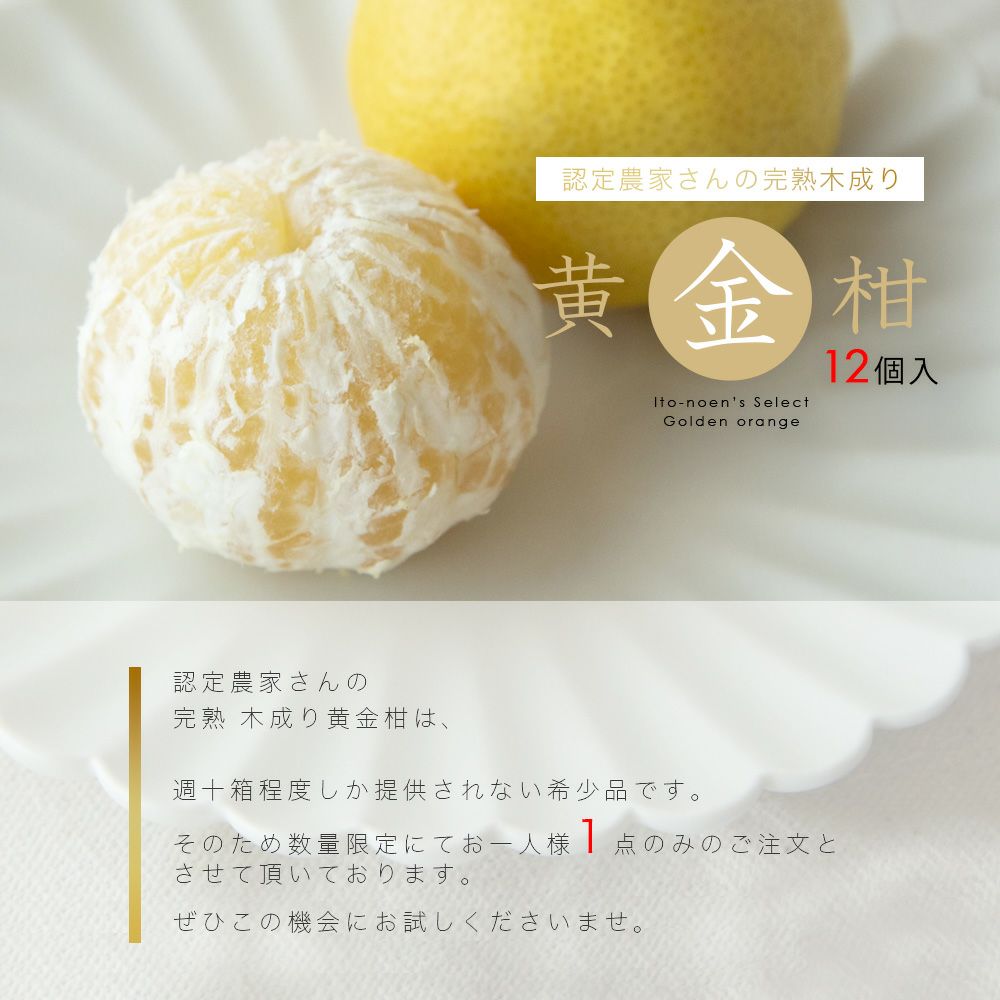 伊藤農園認定 農家さんの木成り 完熟 黄金柑 特選 12個入