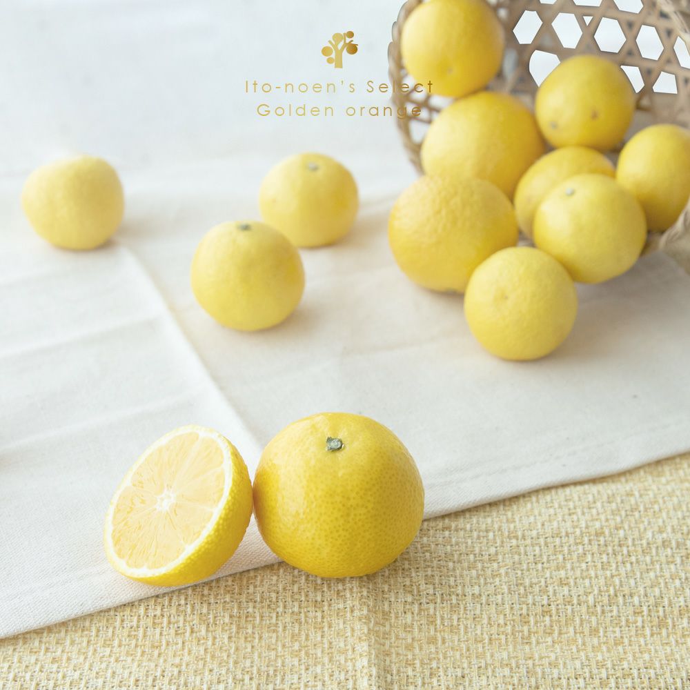 伊藤農園認定 農家さんの木成り 完熟 黄金柑 特選 12個入