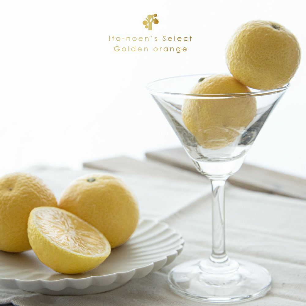 伊藤農園認定 農家さんの木成り 完熟 黄金柑 特選 12個入