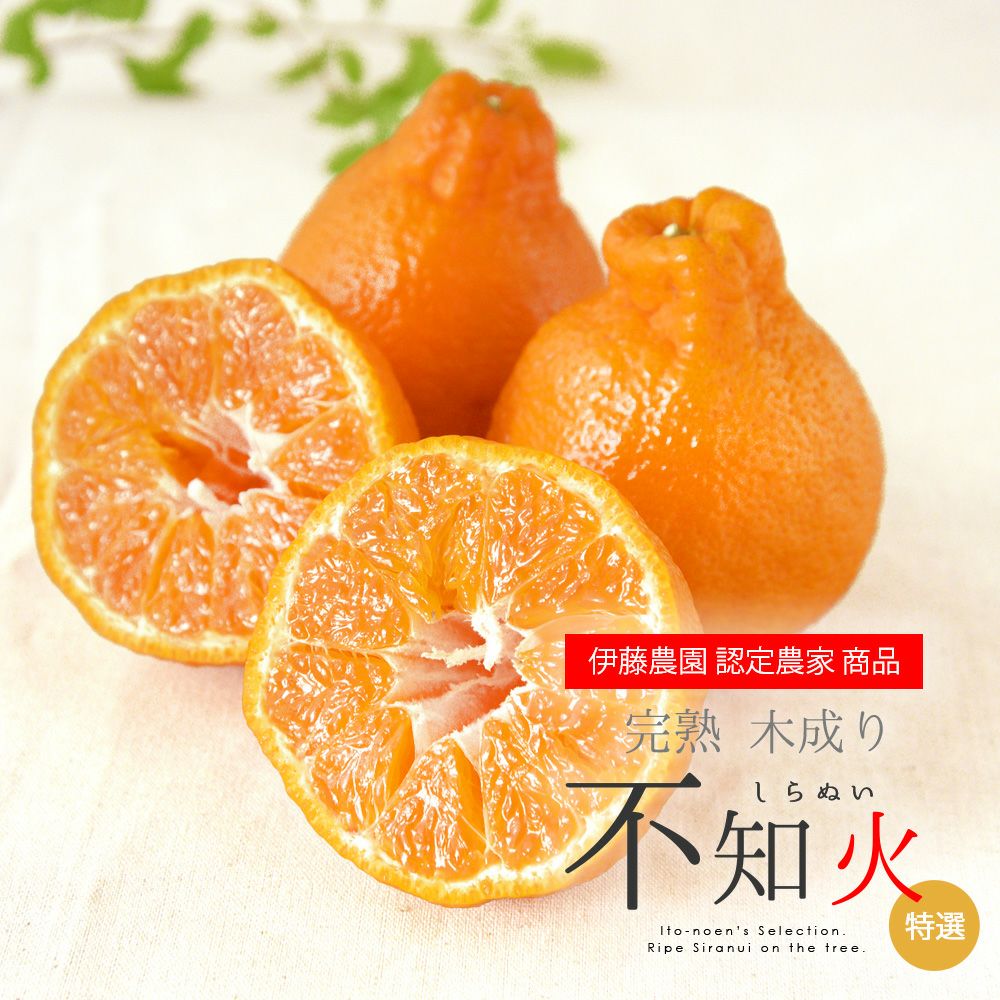 木成り完熟不知火(デコポン)農家直送♡10kg デコポン 同品種 不知火 訳あり 5kg 和歌山 有田柑橘さんさん 樹上完熟