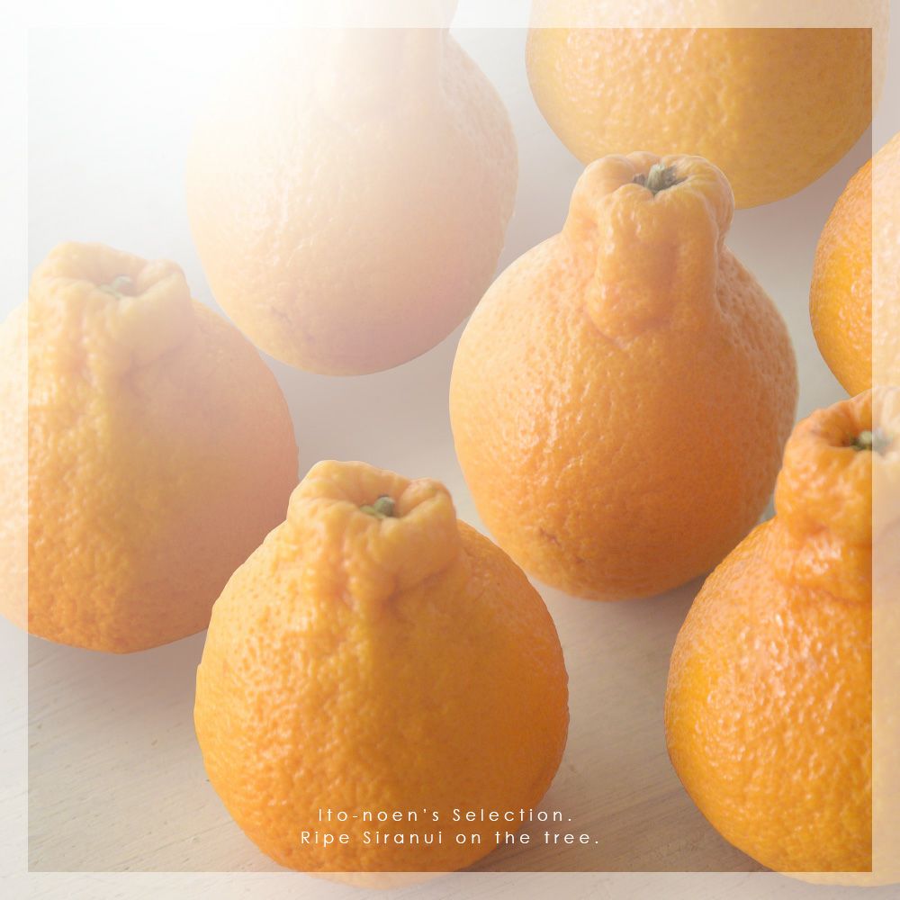 伊藤農園 認定農家さんの完熟 木成り 特選不知火(デコポン)6～8個入り
