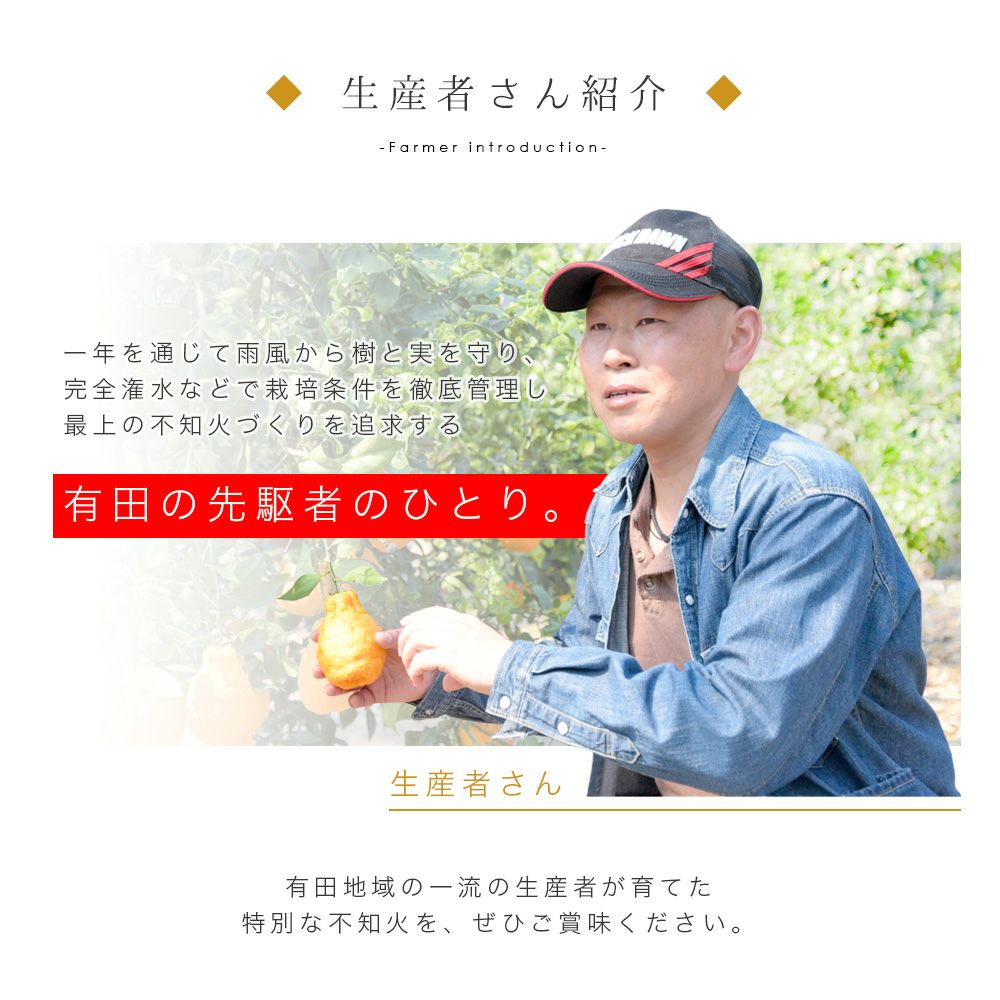 伊藤農園 認定農家さんの完熟 木成り 特選不知火(デコポン)6～8個入り