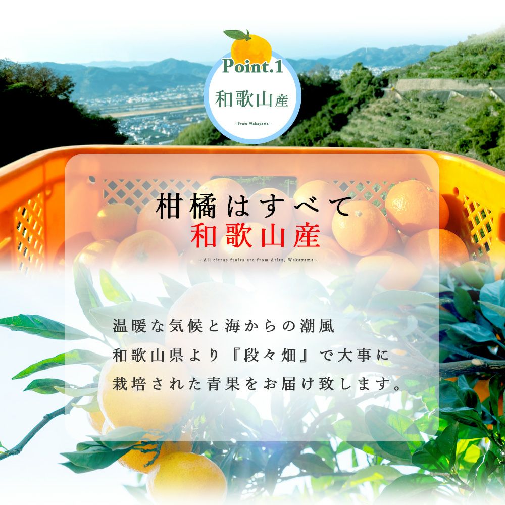 【送料無料】みかん・柑橘の定期便(大容量 満足コース)