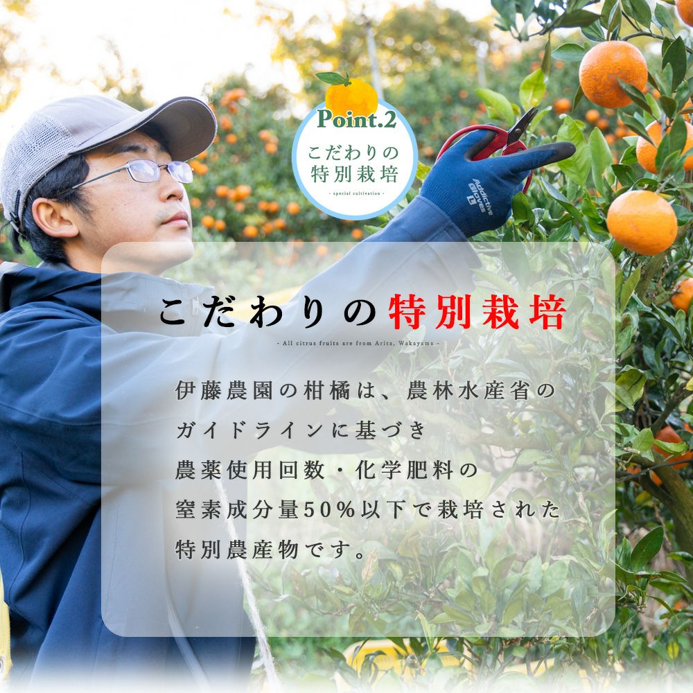 【送料無料】みかん・柑橘の定期便(大容量 満足コース)
