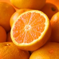 【送料無料】みかん・柑橘の定期便(大容量 満足コース)