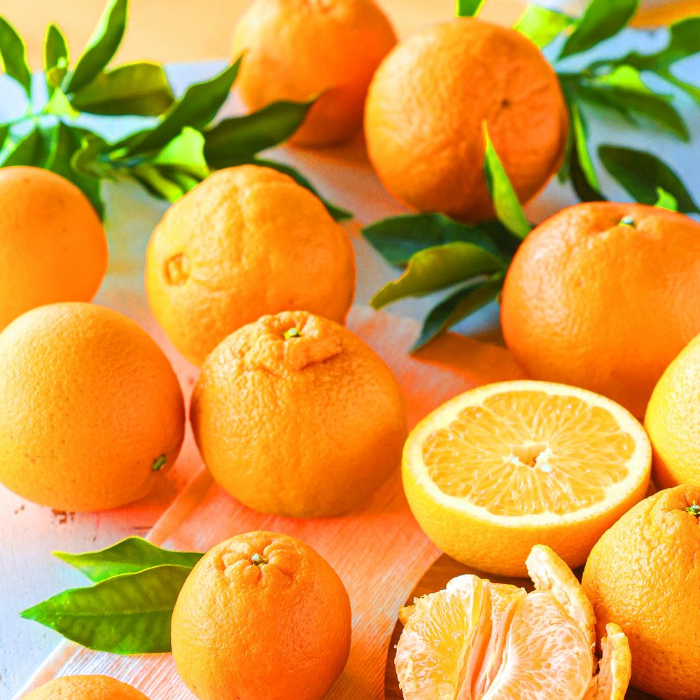 【送料無料】みかん・柑橘の定期便(大容量 満足コース)