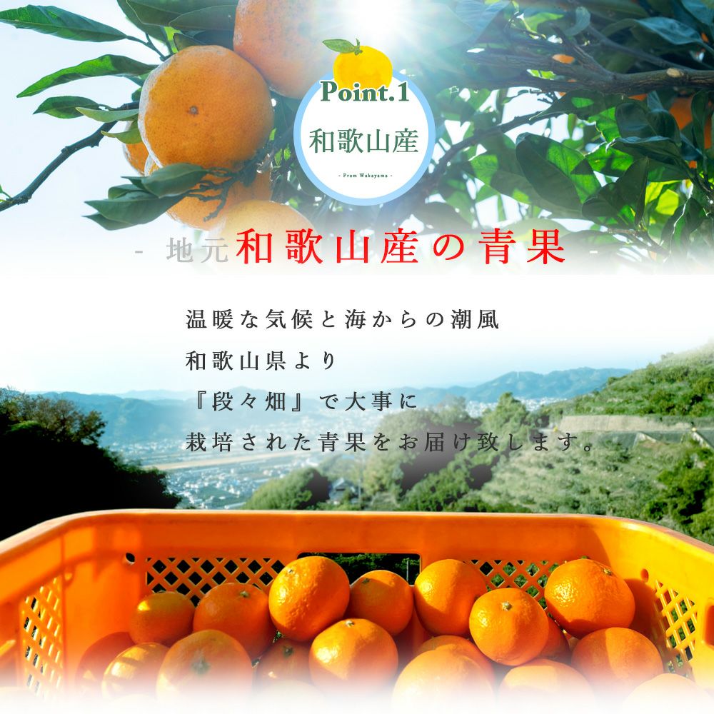 ジャバラ【贈答用(特選品)】2.5g・5kg