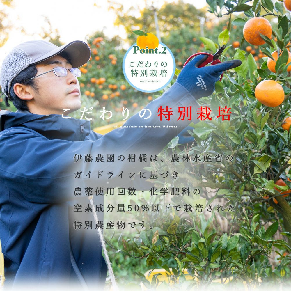 ジャバラ【贈答用(特選品)】2.5g・5kg