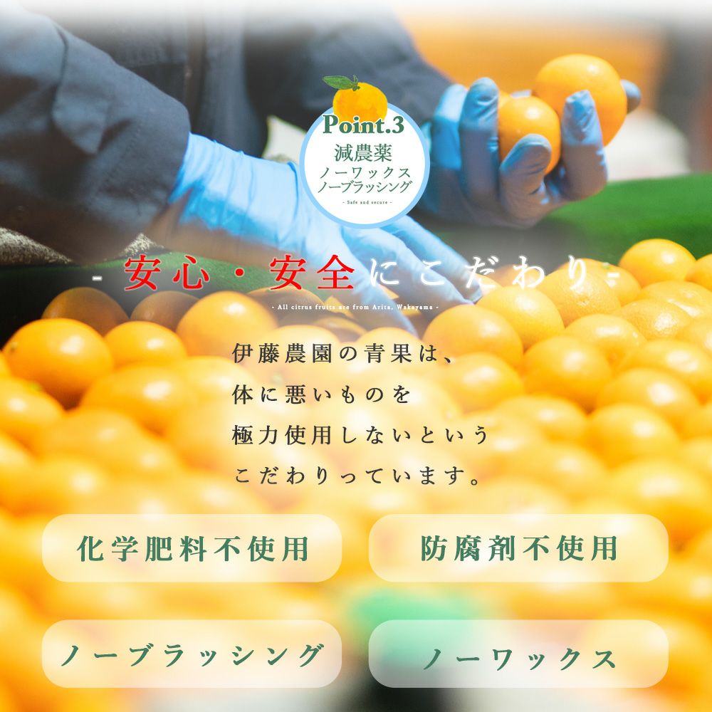 ジャバラ【贈答用(特選品)】2.5g・5kg