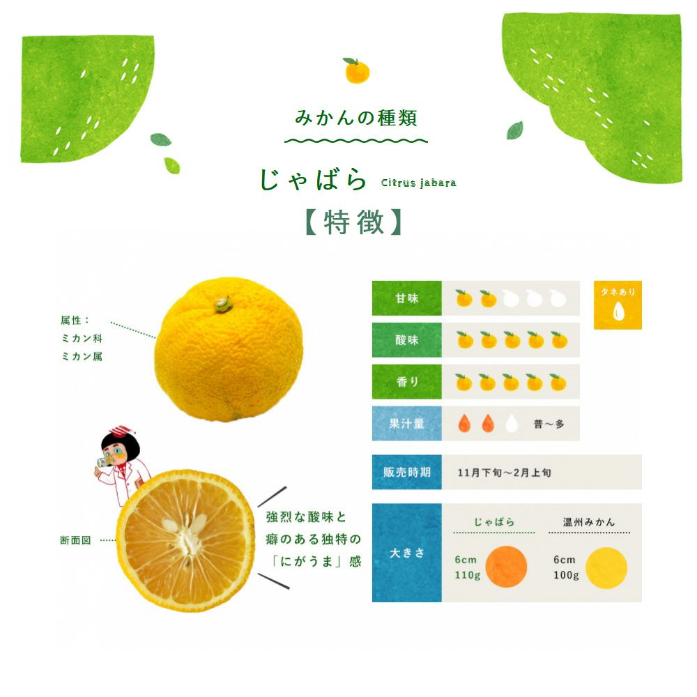 ジャバラ【贈答用(特選品)】2.5g・5kg