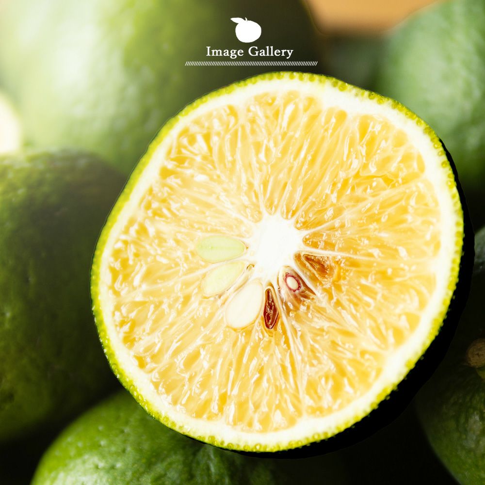 ジャバラ【贈答用(特選品)】2.5g・5kg