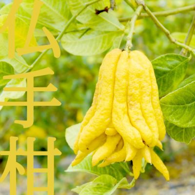 仏手柑|Buddha hand citrus | 有田みかん・和歌山県産柑橘の青果、加工