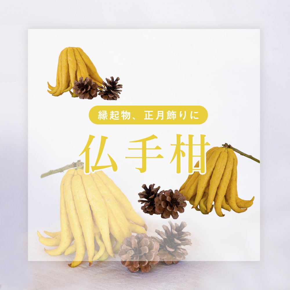 冬季限定】【数量限定】【12月26日以降 順次発送】仏手柑 1箱(1個入